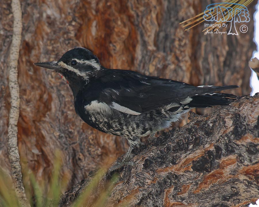 Williamson's Sapsucker - Sphyrapicus thyroideus