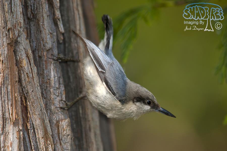 Pygmy Nuthatch - Sitta pygmaea