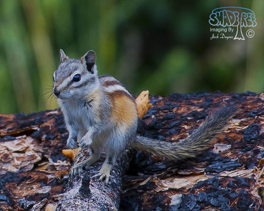 Chipmunk - Tamias sp.