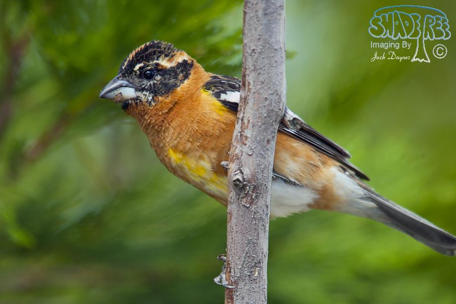 Black-Headed Grosbeak - Pheucticus melanocephalus