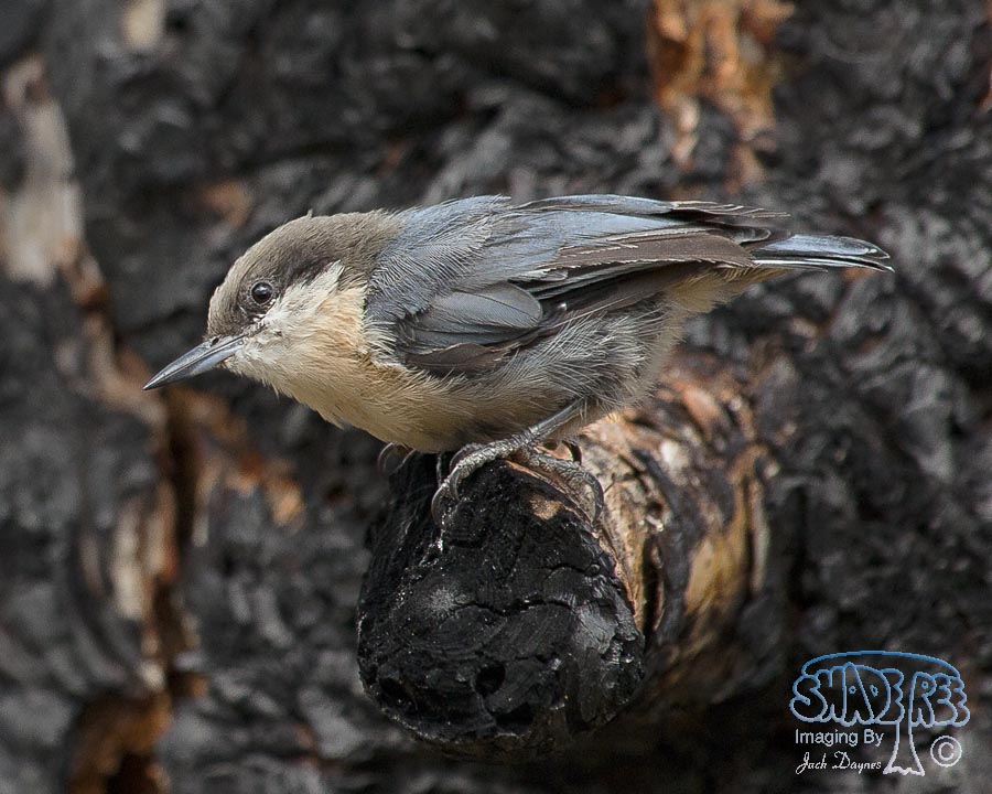 Pygmy Nuthatch - Sitta pygmaea