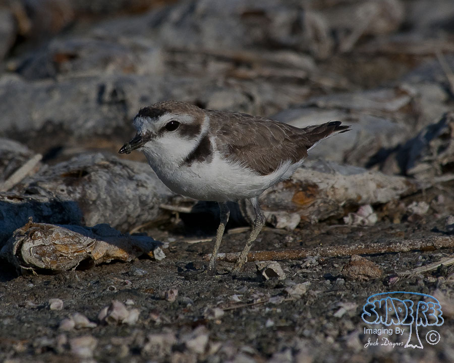 Snowy Plover - Charadrius alexandrinus