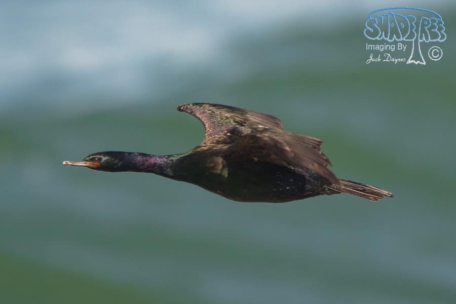 Pelagic Cormorant - Phalacrocorax pelagicus