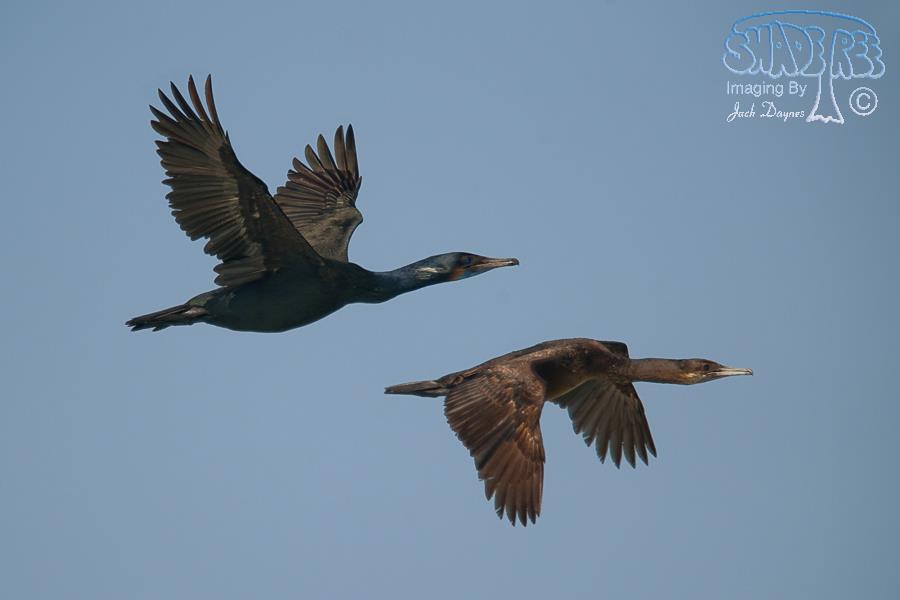 Brandt's Cormorant - Urile penicillatus
