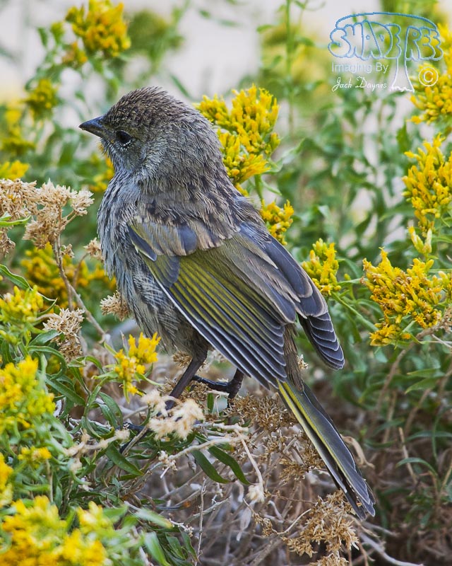 Green-Tailed Towhee - Pipilo chlorurus
