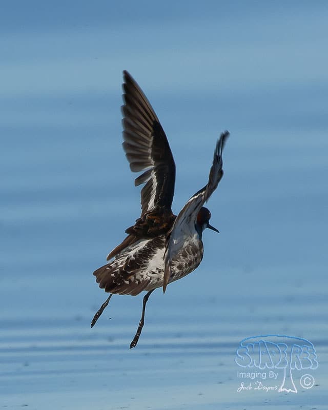 Red-Necked Phalarope - Phalaropus lobatus