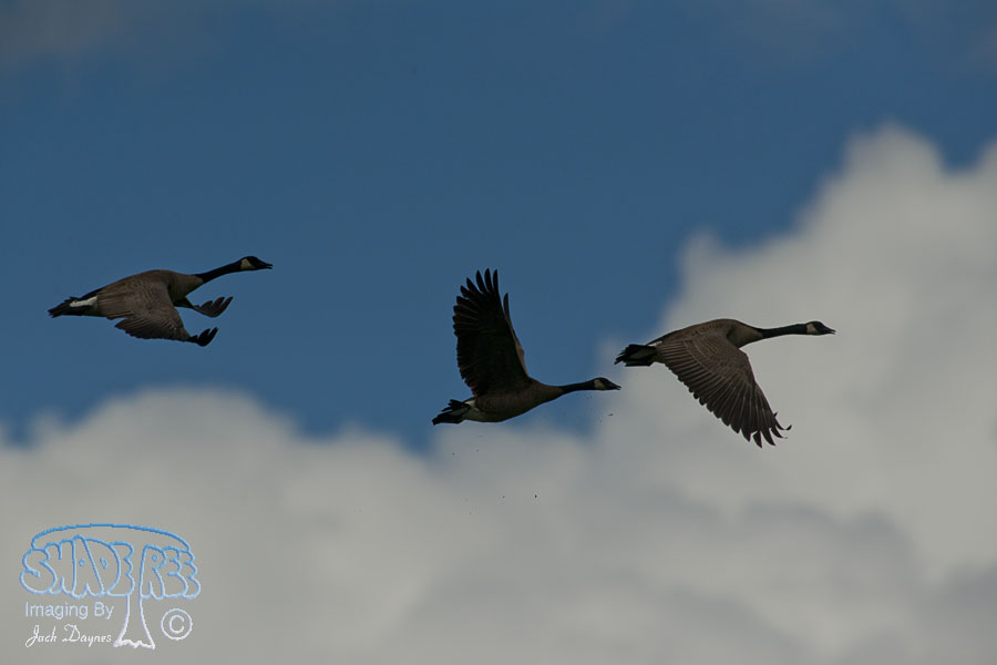 Canada Goose - Branta canadensis