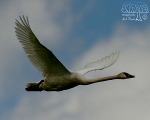 2015-06-03 Malheur NWR