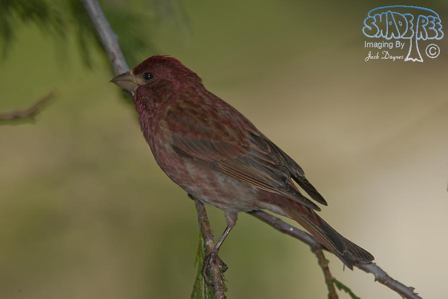 Purple Finch - Haemorhous purpureus