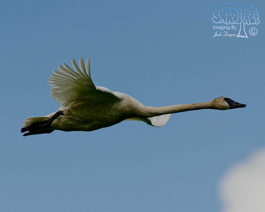 Trumpeter Swan - Cygnus buccinator