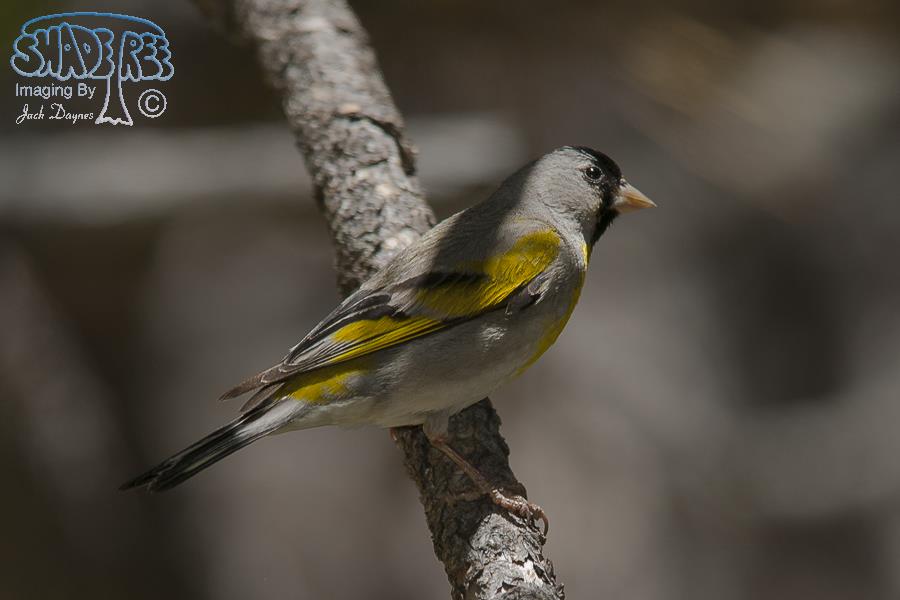 Lawrence's Goldfinch - Carduelis lawrencei