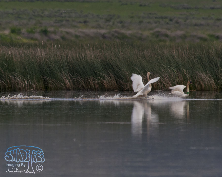 Trumpeter Swan - Cygnus buccinator