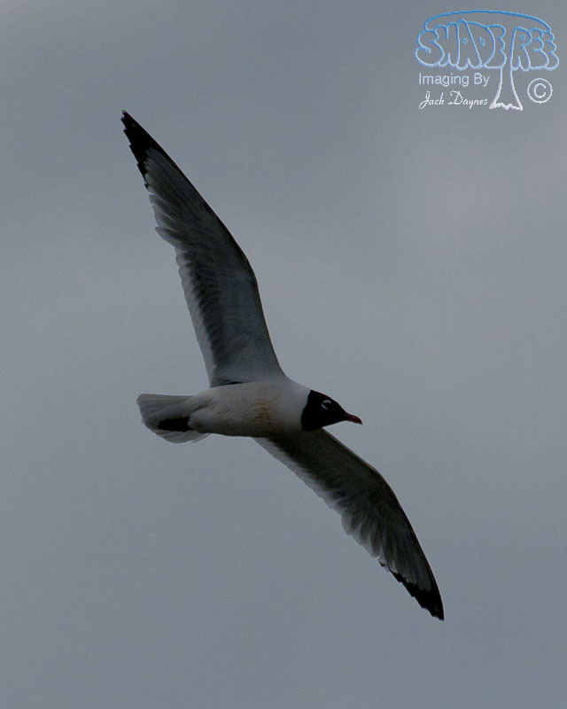 Franklin's Gull - Larus pipixcan