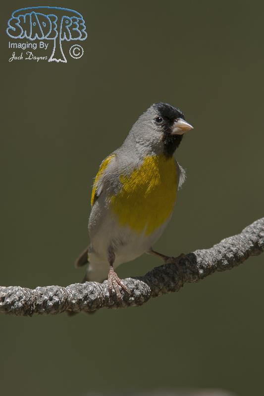 Lawrence's Goldfinch - Carduelis lawrencei