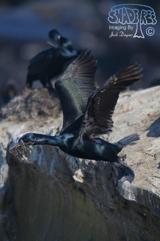 Brandt's Cormorant - Urile penicillatus