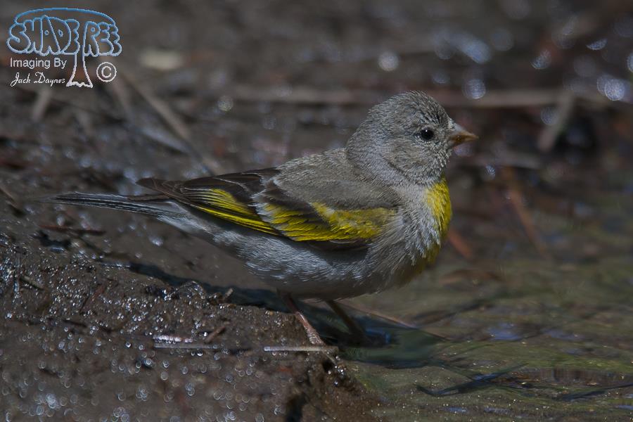 Lawrence's Goldfinch - Carduelis lawrencei
