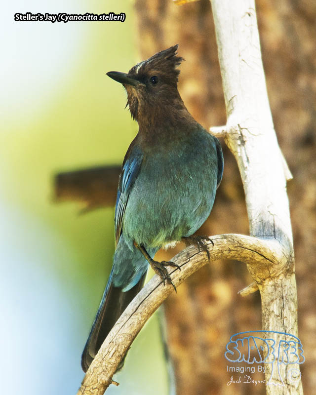 Steller's Jay - Cyanocitta stelleri stelleri