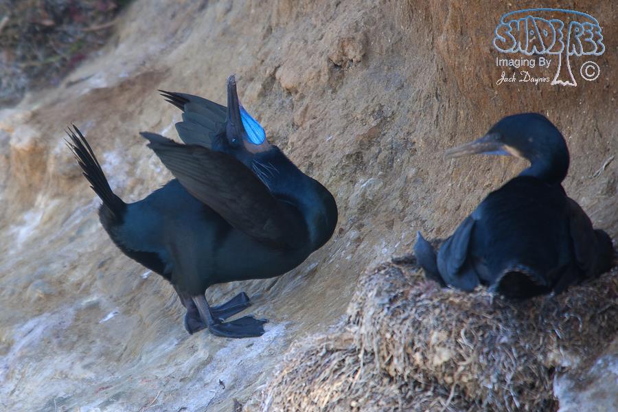 Brandt's Cormorant - Phalacrocorax penicillatus