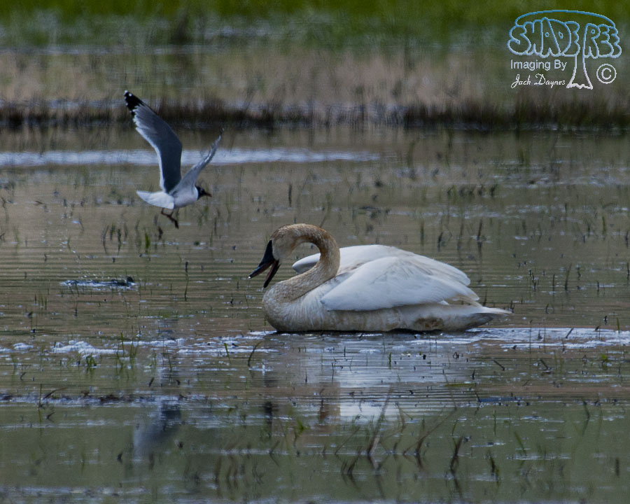 Trumpeter Swan - Cygnus buccinator