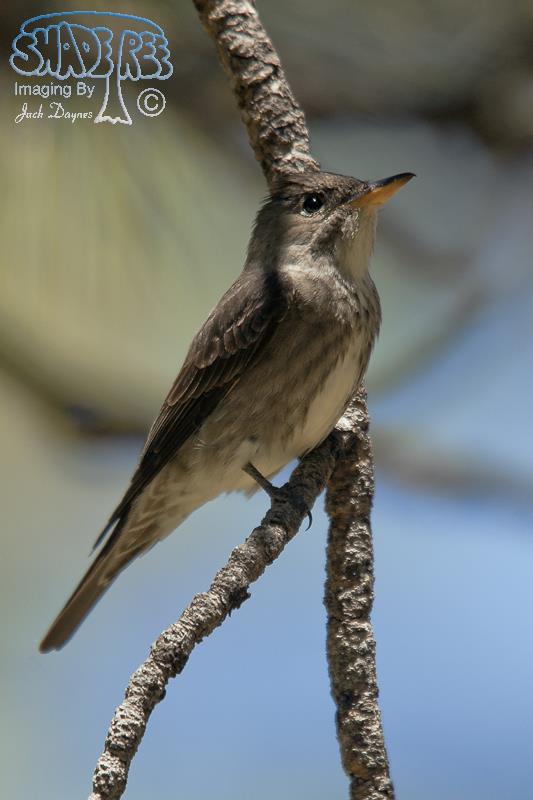 Olive-Sided Flycatcher - Contopus cooperi