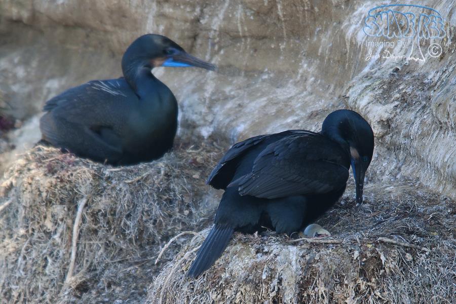 Brandt's Cormorant - Urile penicillatus
