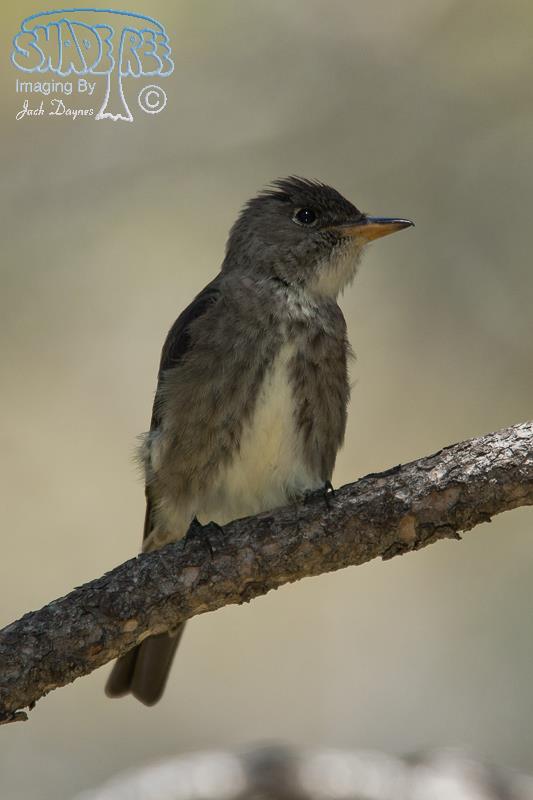 Olive-Sided Flycatcher - Contopus cooperi