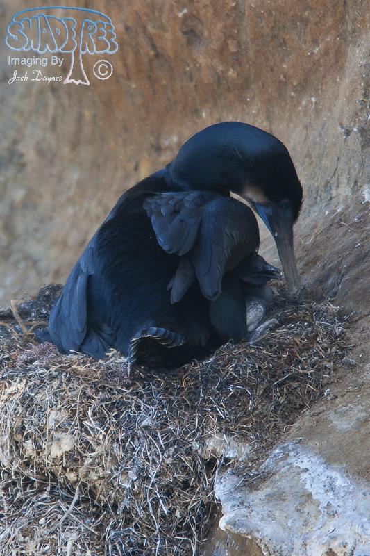 Brandt's Cormorant - Phalacrocorax penicillatus
