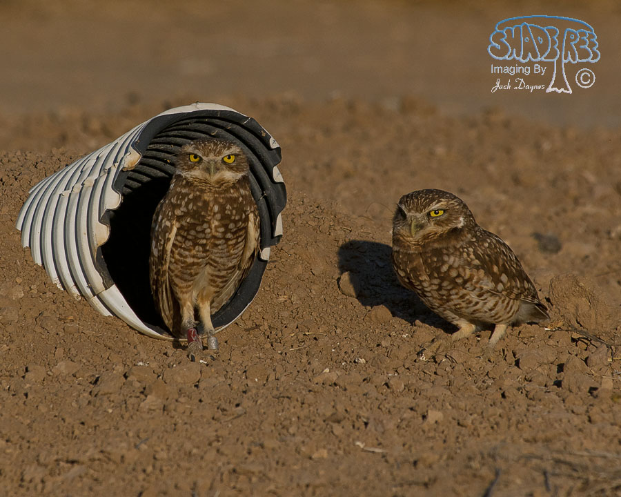 Burrowing Owl - Athene cunicularia