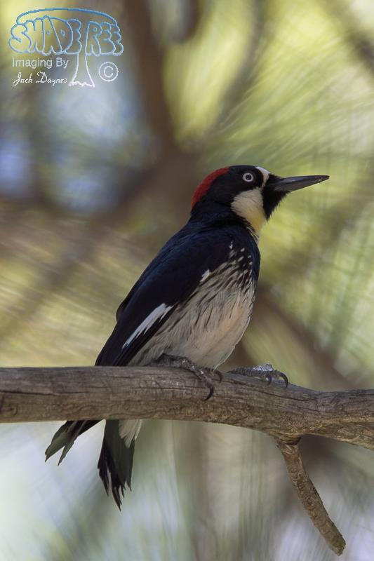 Acorn Woodpecker - Melanerpes formicivorus