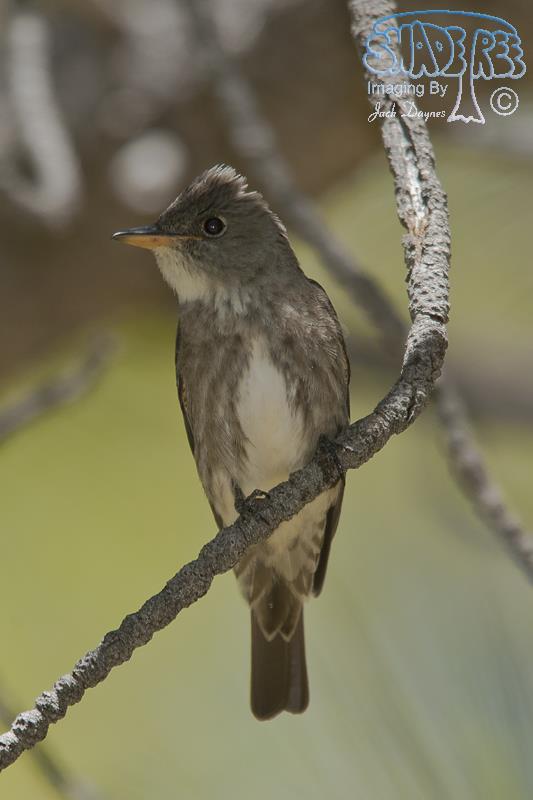 Olive-Sided Flycatcher - Contopus cooperi