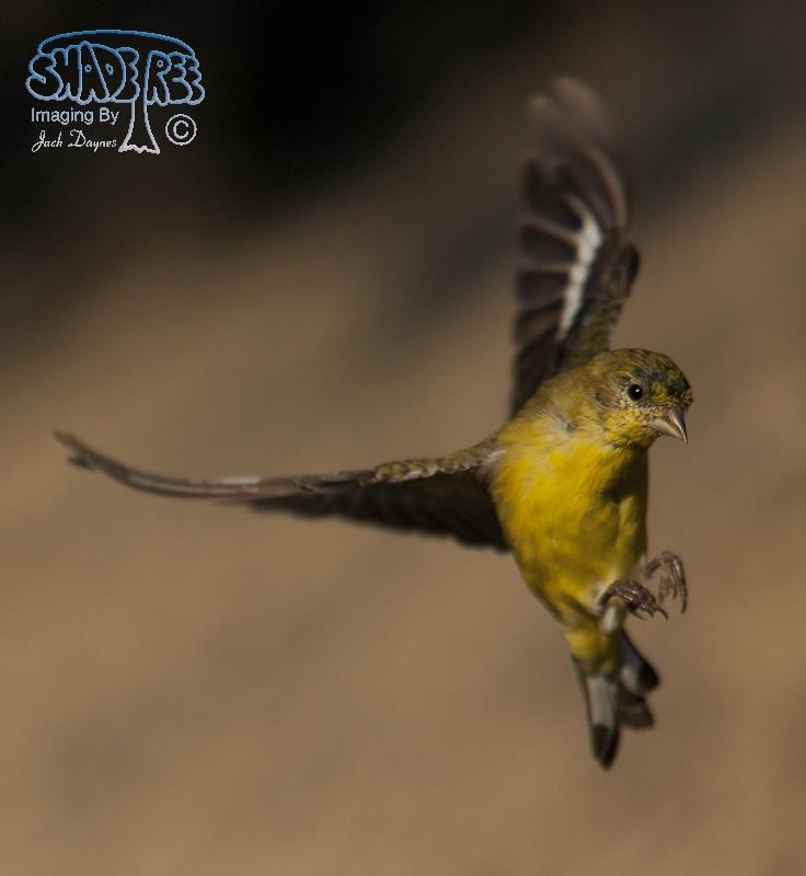 Lesser Goldfinch - Spinus psaltria