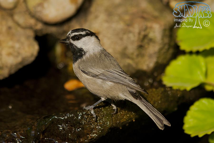 Mountain Chickadee - Poecile gambeli