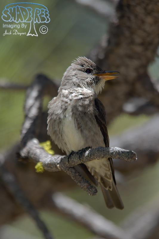Olive-Sided Flycatcher - Contopus cooperi
