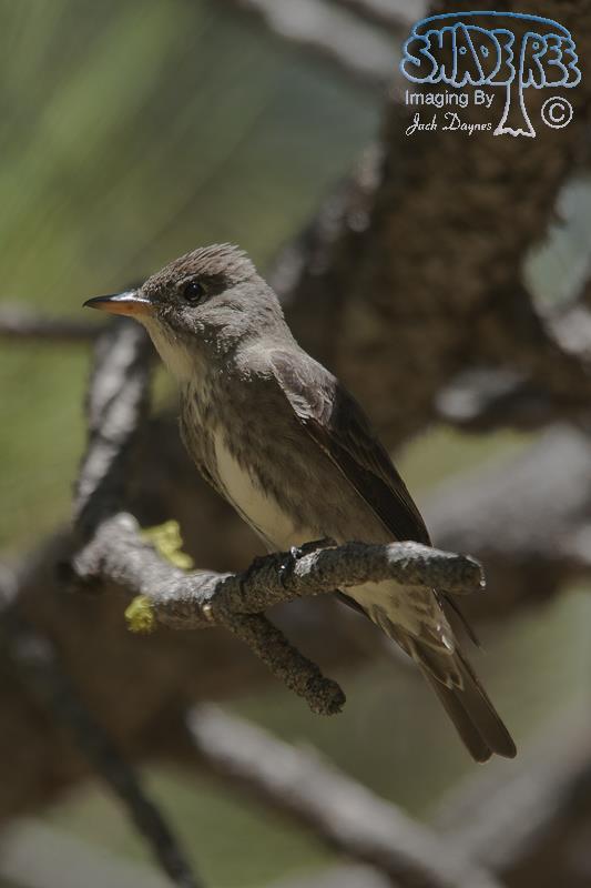 Olive-Sided Flycatcher - Contopus cooperi