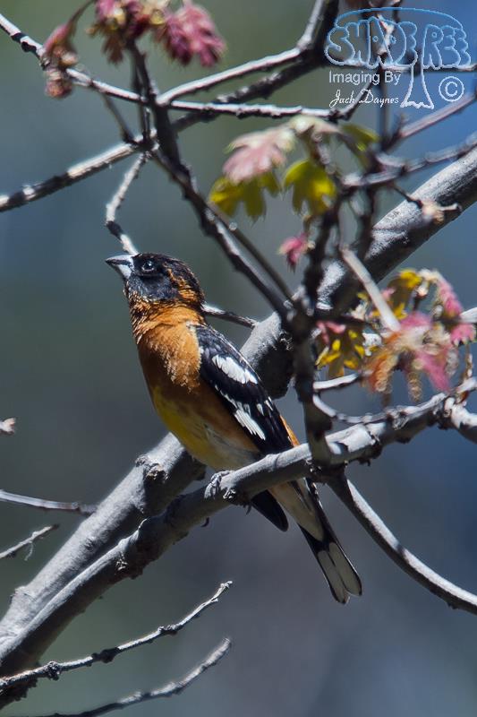 Black-Headed Grosbeak - Pheucticus melanocephalus