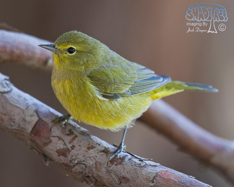 Orange-Crowned Warbler - Oreothlypis celata