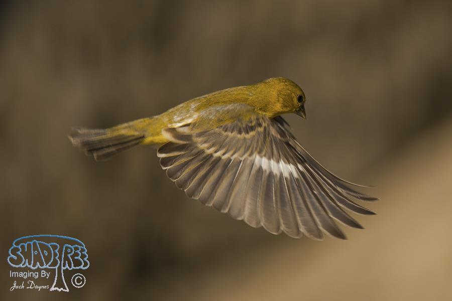 Lesser Goldfinch - Spinus psaltria