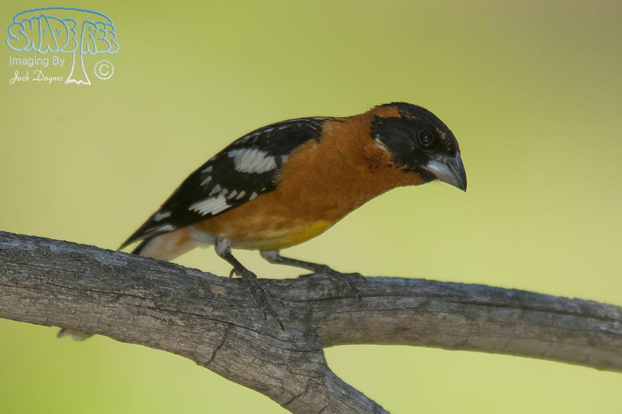 Black-Headed Grosbeak - Pheucticus melanocephalus