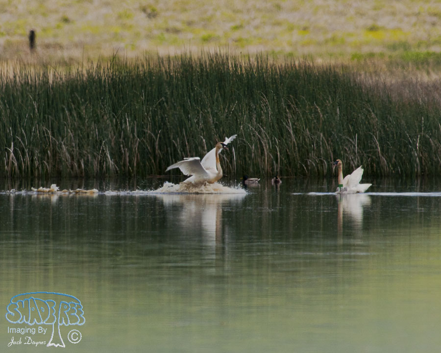 Trumpeter Swan - Cygnus buccinator