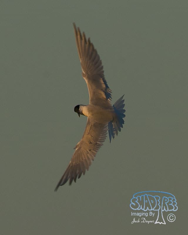 Gull-Billed Tern - Gelochelidon nilotica