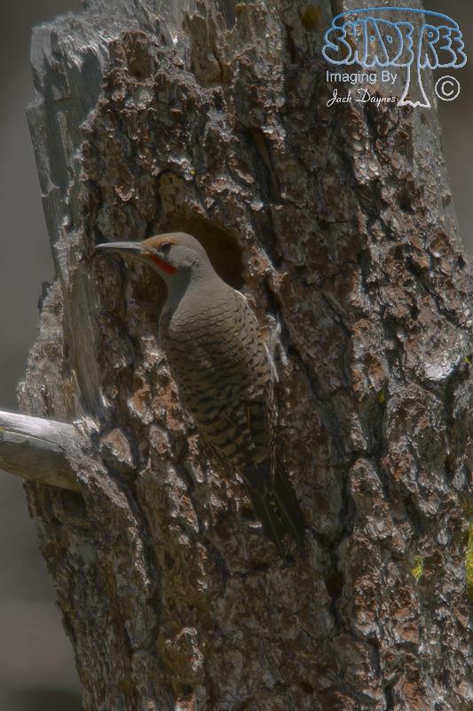 Northern Flicker - Colaptes auratus