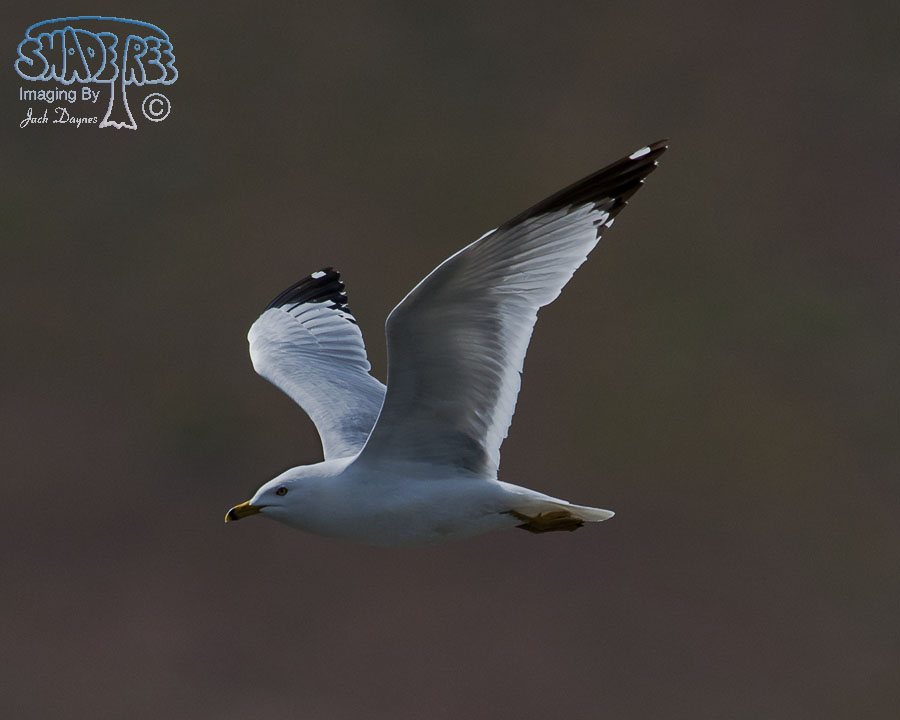 Ring-Billed Gull - Larus delawarensis