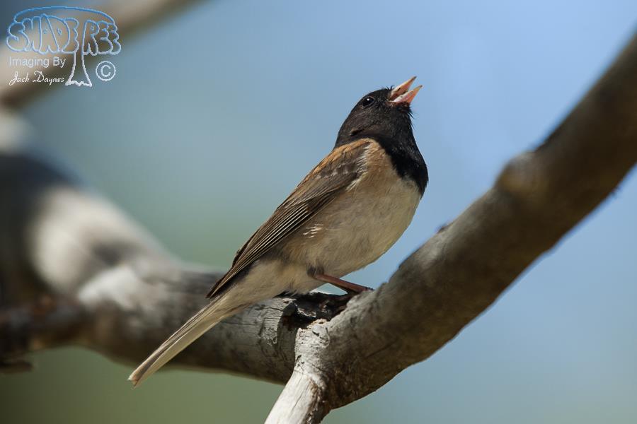 Dark-Eyed Junco - Junco hyemalis