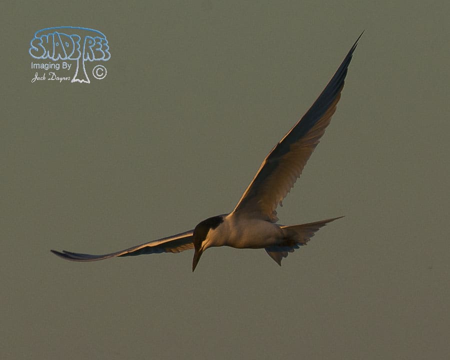 Gull-Billed Tern - Gelochelidon nilotica