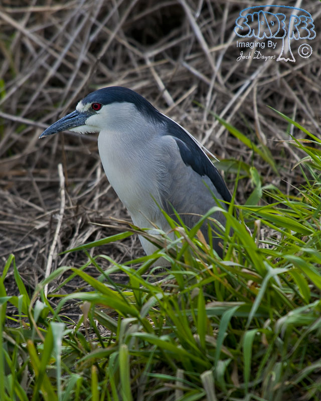 Black-Crowned Night-Heron - Nycticorax nycticorax