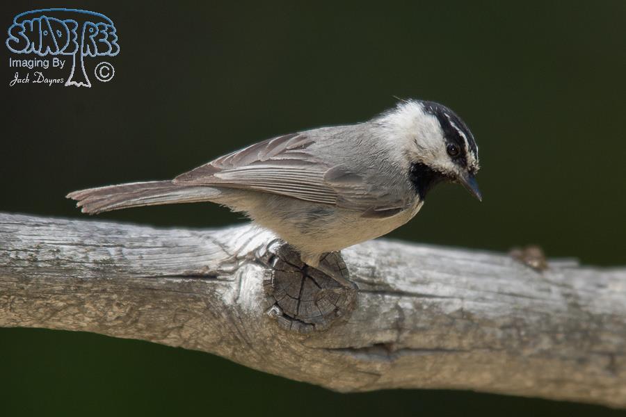 Mountain Chickadee - Poecile gambeli