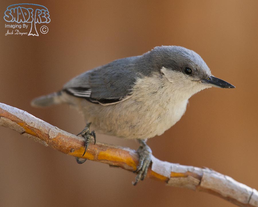 Pygmy Nuthatch - Sitta pygmaea