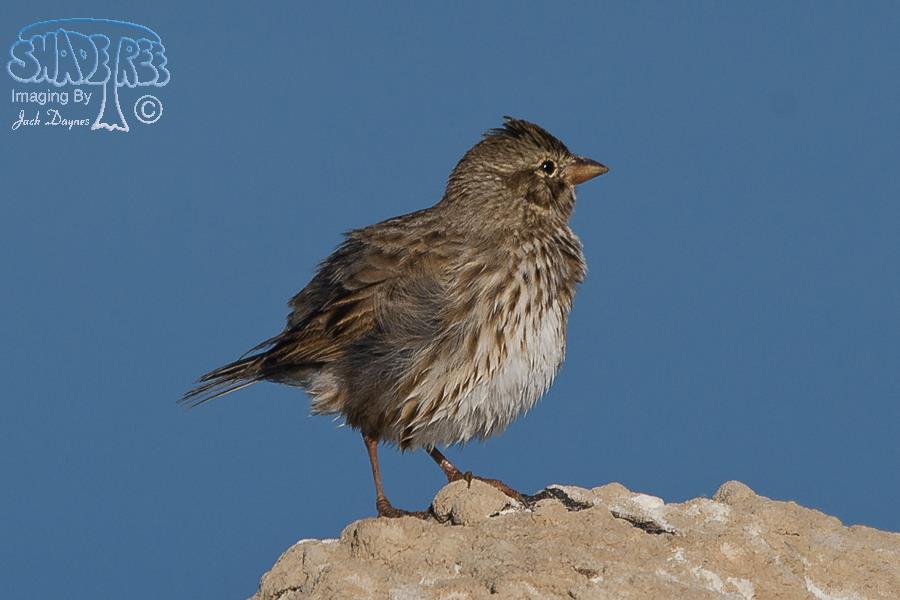 Savannah Sparrow - Passerculus sandwichensis