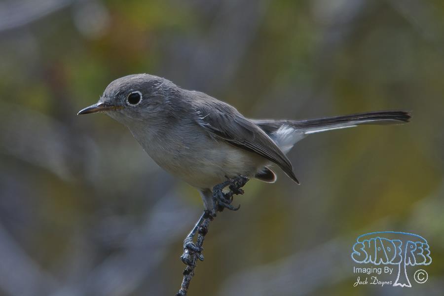 Blue-Gray Gnatcatcher - Polioptila caerulea