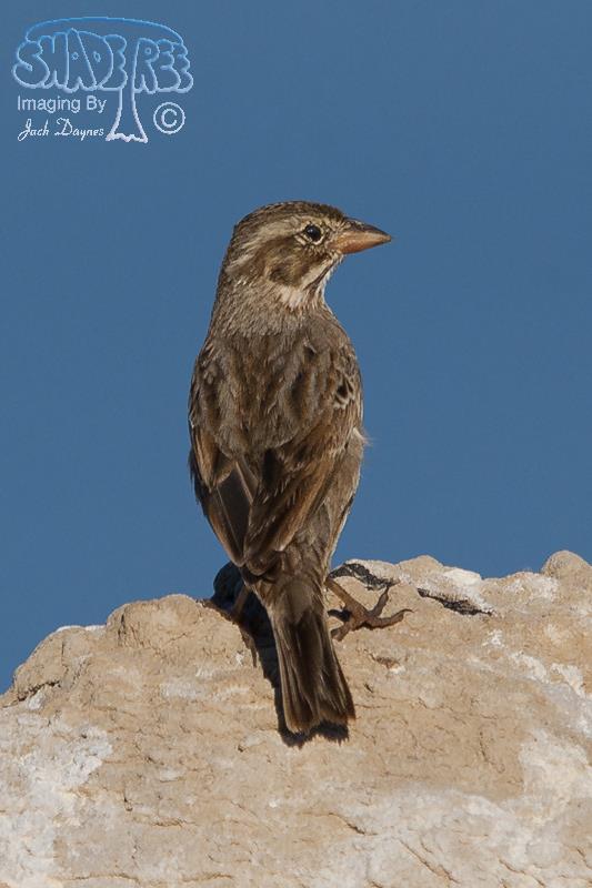 Large-billed Savannah Sparrow - Passerculus sandwichensis